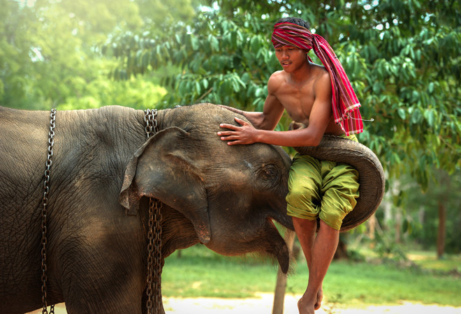Всемирный день слонов: самые яркие и красивые фотографии