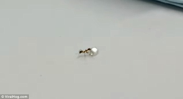 На видео видно, как муравей пытался украсть бриллиант прямо из магазина! На видео видно, как муравей пытался украсть бриллиант прямо из магазина!
