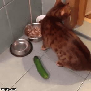 Эти прикольные анимации поднимут вам настроение