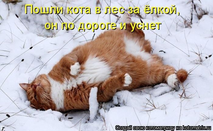 Лучшие котоматрицы недели