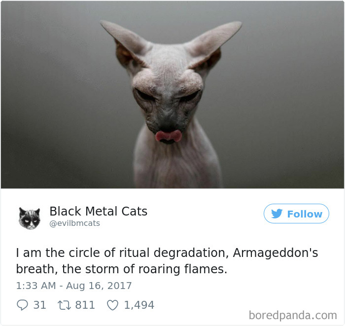 Black-metal-cats-lyrics-tweets