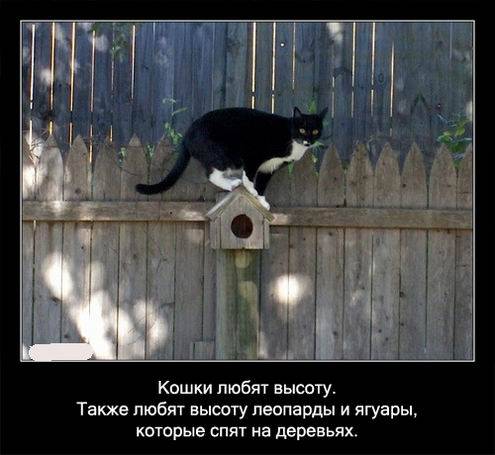 Интересные факты о кошках в картинках Интересные факты о кошках в картинках