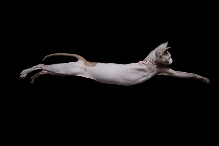 10+ Photos Of Hairless Cats That Will Remind You Of Aliens