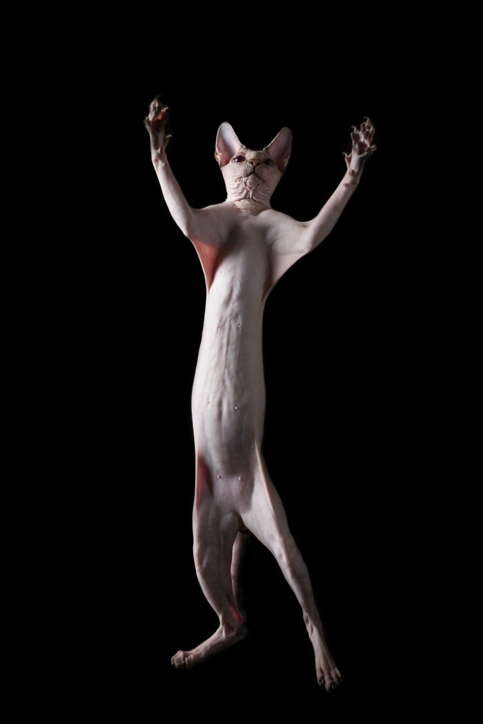 10+ Photos Of Hairless Cats That Will Remind You Of Aliens