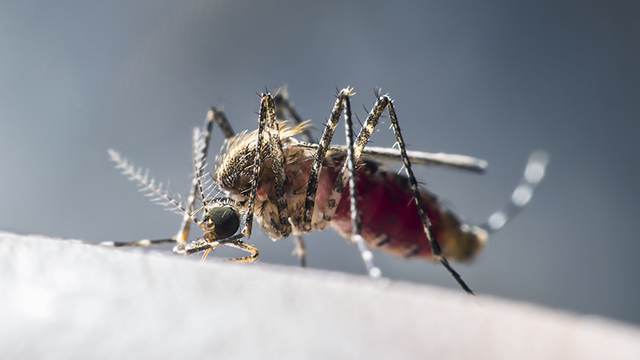 Потепление сдвигает насекомых-переносчиков опасных инфекций на север