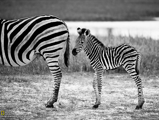 National Geographic:   