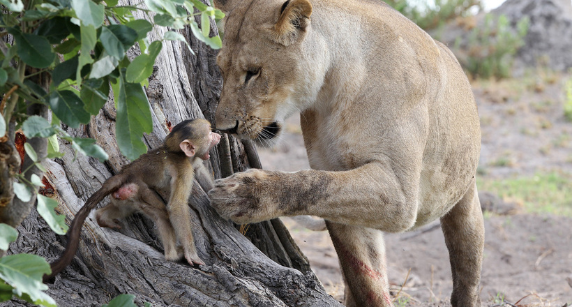 Львица набросилась на обезьяну, но затем заметила, что у нее есть детеныш