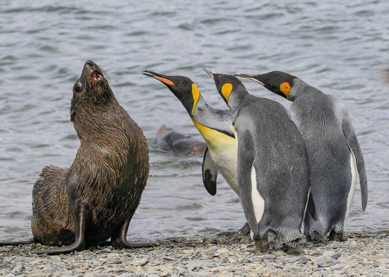 7. "Говори! Где спрятал рыбу?" (фото: Эми Кеннеди, Южная Георгия) Comedy Wildlife Photography Awards, животные, конкурс, природа, смех, фотография, юмор