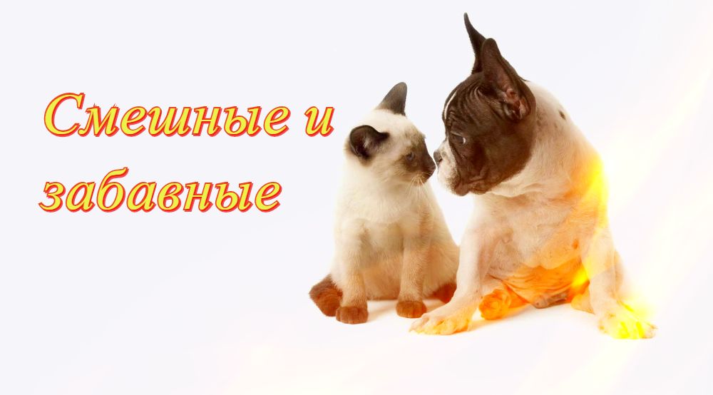 Забавные животные