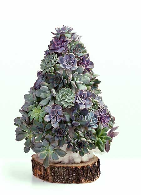 Эти необычные суккуленты: фото оригинальных елочек