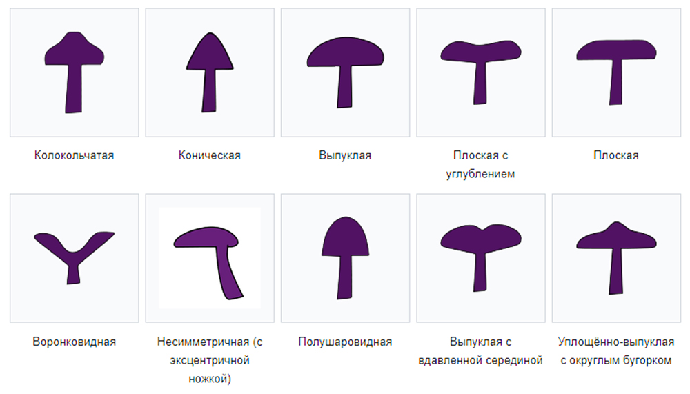 Зачем грибу шляпка?
