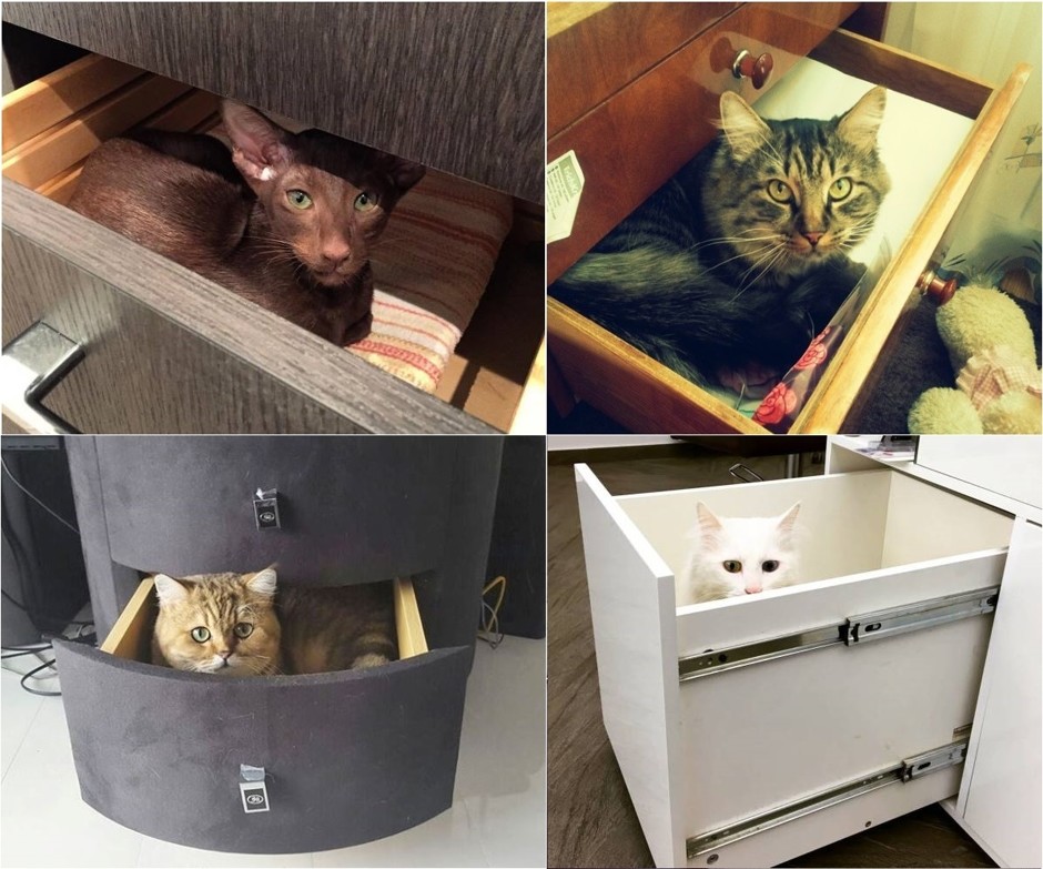 Нашли место: куда любят прятаться коты и кошки