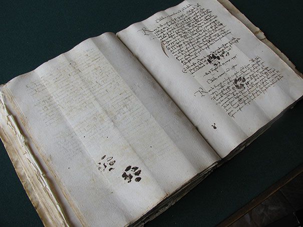 Кошки против книг: 25 кошек, которые хотят, чтобы вы прекратили читать Кошки против книг, кошки которые мешают читать