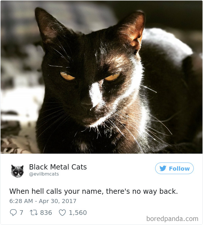 Black-metal-cats-lyrics-tweets