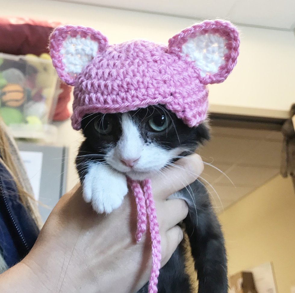 помощь кошке без ушей кошка в шапке