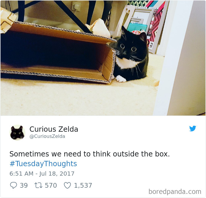 Curious-Zelda-Cat-Tweets