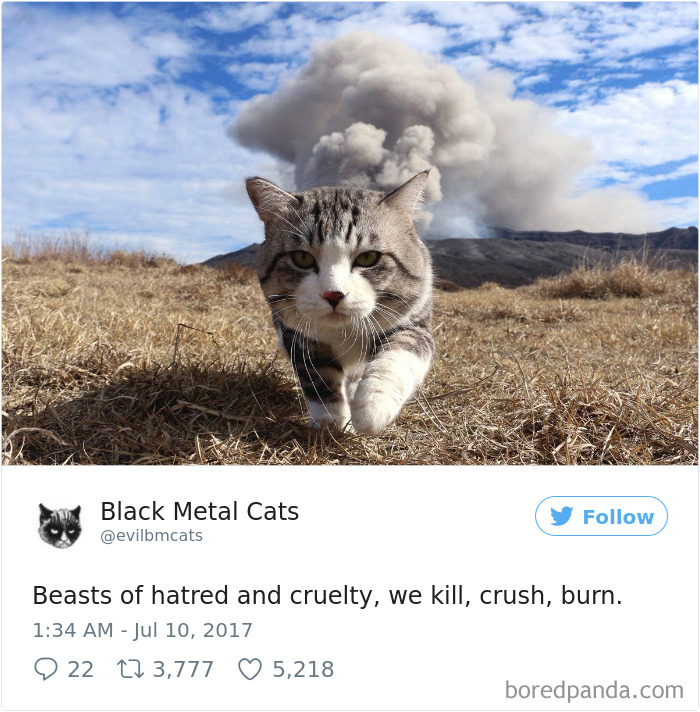 Black-metal-cats-lyrics-tweets