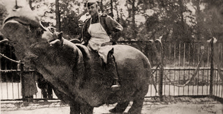 Смех сквозь слёзы: история спасения бегемота Ганса Смех сквозь слёзы: история спасения бегемота Ганса война, животные, история