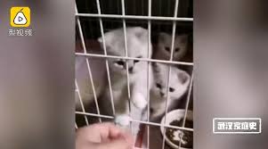 Счастливая история из Уханя — кошка не просто выжила без хозяев на карантине, но и родила котят!