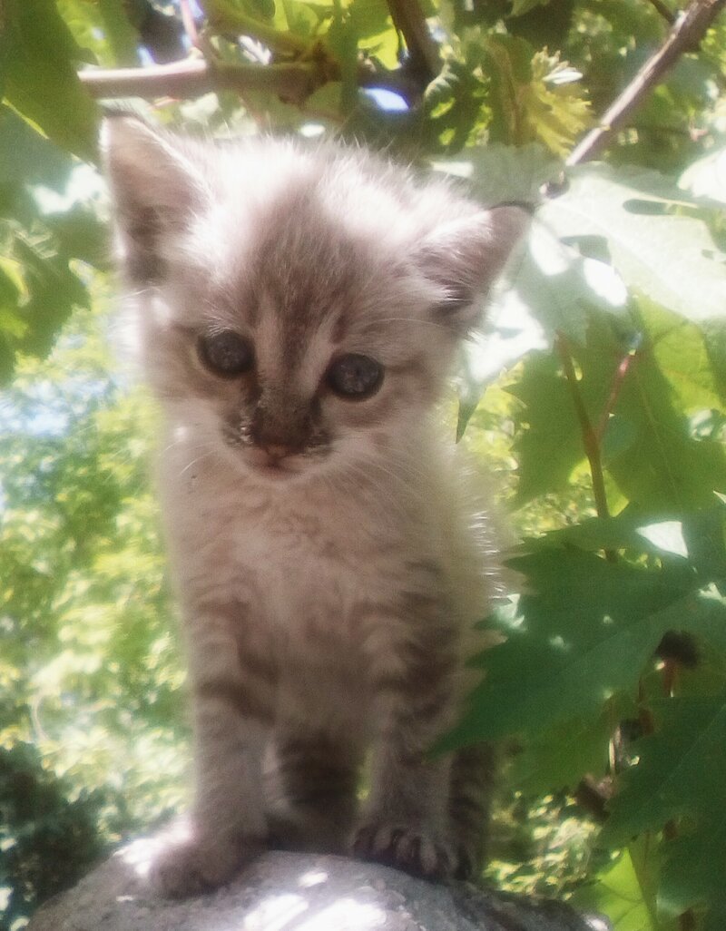 А ко мне вчера пришло вот такое чудо А ко мне вчера пришло вот такое чудо котёнок, откуда, чудо
