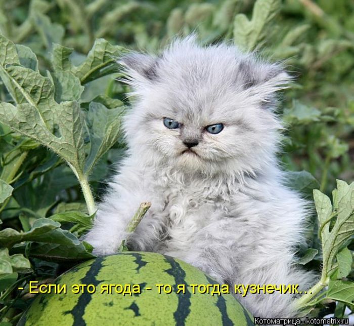 Котоматрицы великолепные, каждая с кусочком тепла, позитива и улыбкой! Котоматрицы великолепные, каждая с кусочком тепла, позитива и улыбкой!