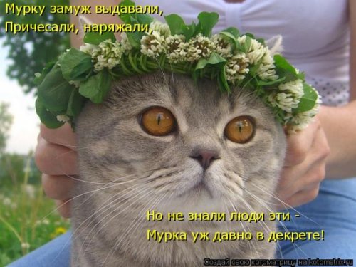 Веселая котоматрица свежак!