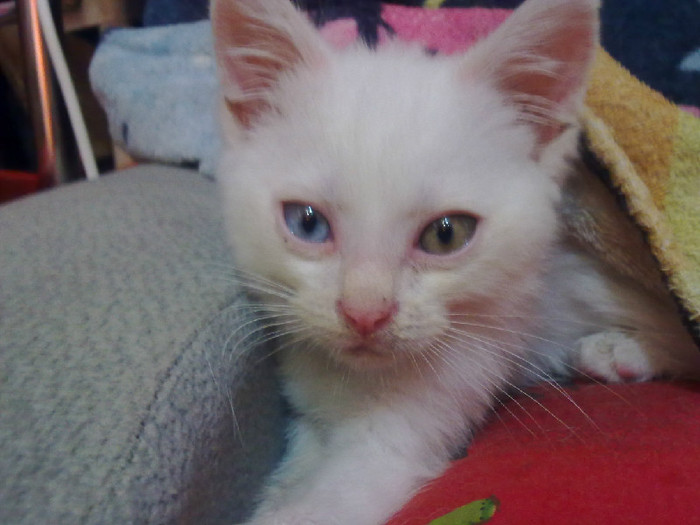 06072011092 (700x525, 79Kb)