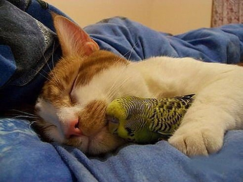 Кот очень трепетно заботится о семействе попугаев. (ДОБРОЕ ВИДЕО)