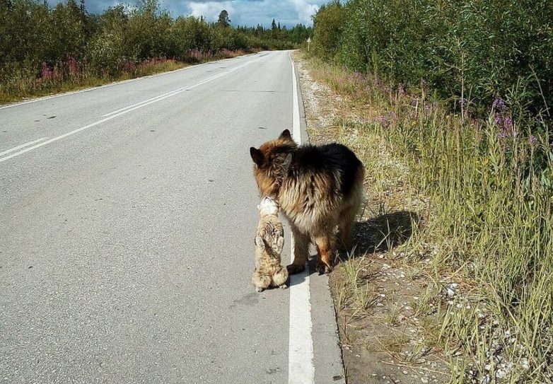 Неразлучники Неразлучники