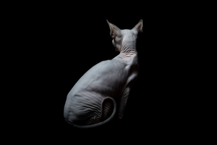 10+ Photos Of Hairless Cats That Will Remind You Of Aliens