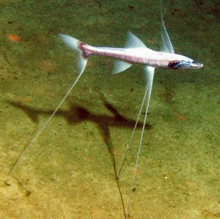 Рыба-тренога (лат. Bathypterois grallator) Поймал - и сам боюсь
(28 фото)