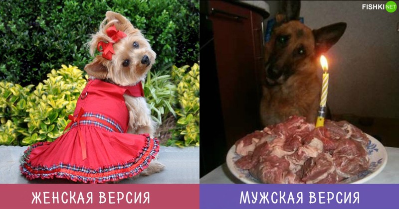 День рождения питомца Мужчины и Женщины — наши версии одного и того же. Но иначе скучно жить, правда?