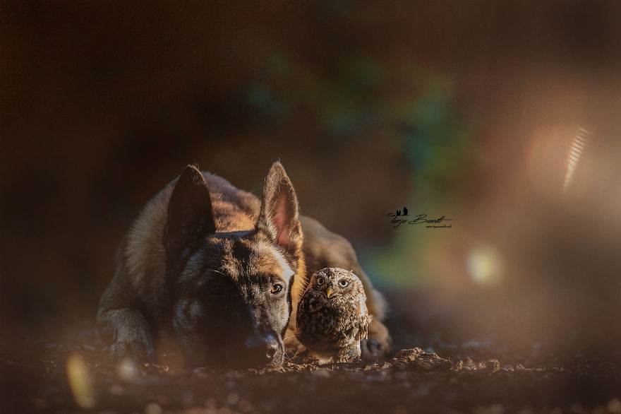 Эти 30+ фотографий пса и его подруги совы — единственная вещь, которую вам нужно увидеть сегодня Эти 30+ фотографий пса и его подруги совы — единственная вещь, которую вам нужно увидеть сегодня