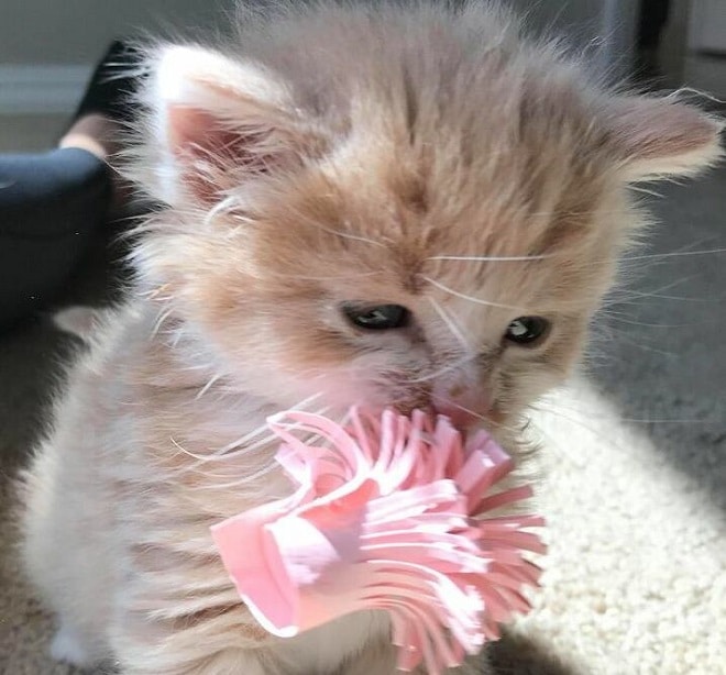 Котенок с игрушкой Котенок и игрушка