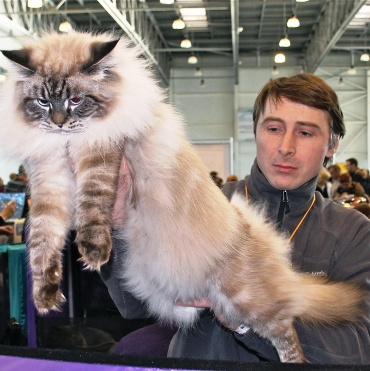 Наша порода --- невская маскарадная кошка. Настоящий сибиряк и русский богатырь!