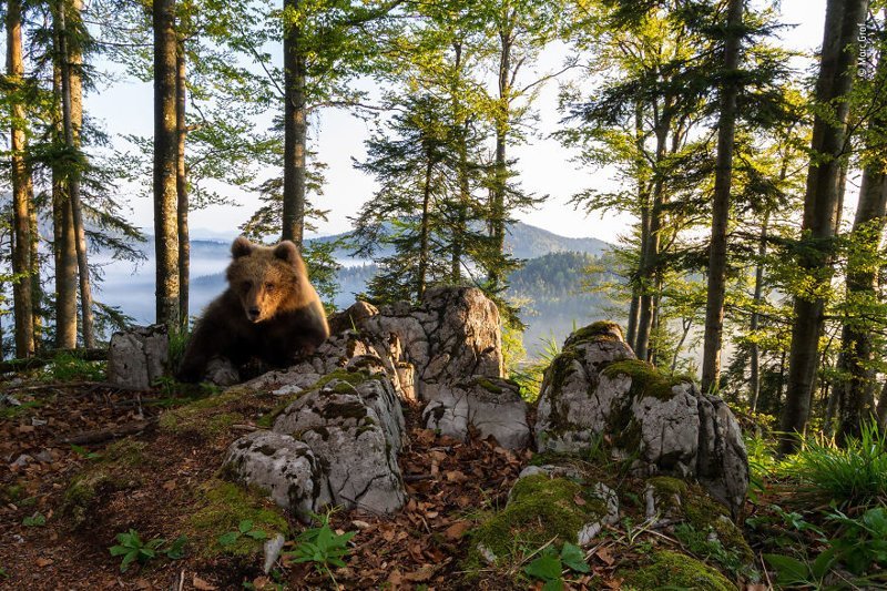"Медвежья территория" - Марк Граф, Австрия, категория "Животные в естественной среде" Wildlife Photographer of the Year, дикая природа, животные, красота, снимки-победители, фото, фотография, фотоконкурс