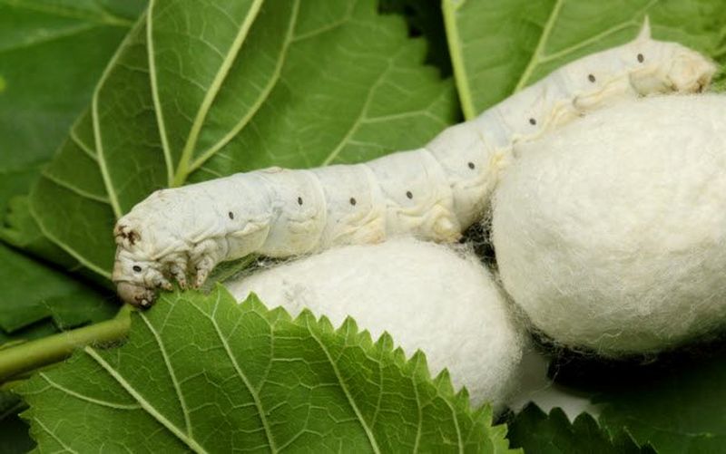 10 червей, которых используют люди
