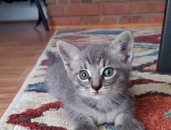 Котенок в доме Котенок на ковре
