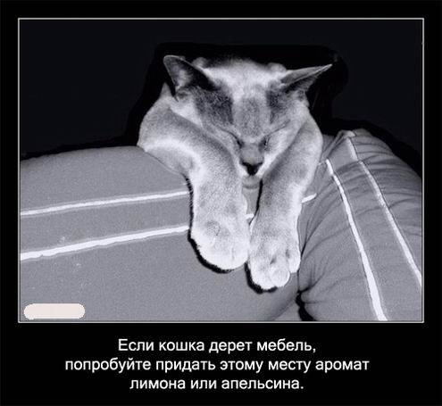 Интересные факты о кошках в картинках Интересные факты о кошках в картинках