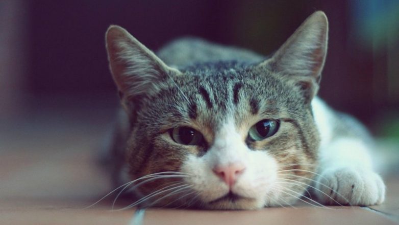 История одного кота