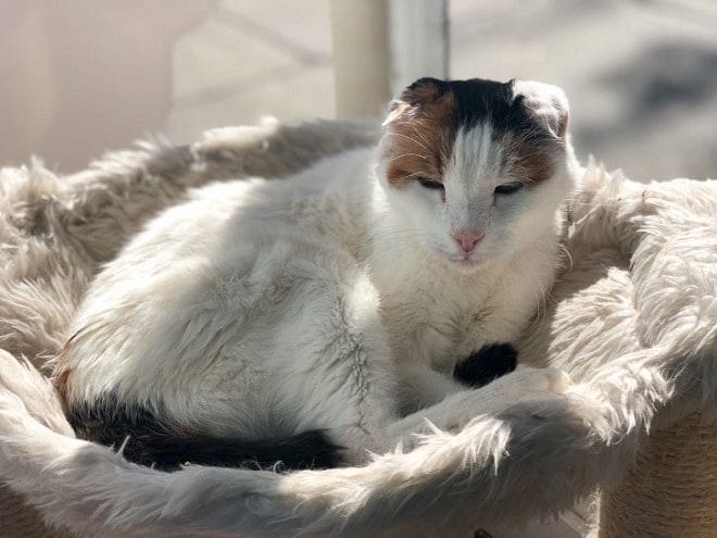 Кошка у окна Старенькая кошка всю жизнь прожила на улице, где оглохла, но случайная встреча все изменила