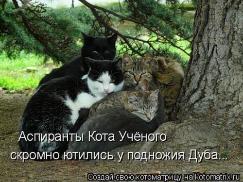 Веселая котоматрица свежак!