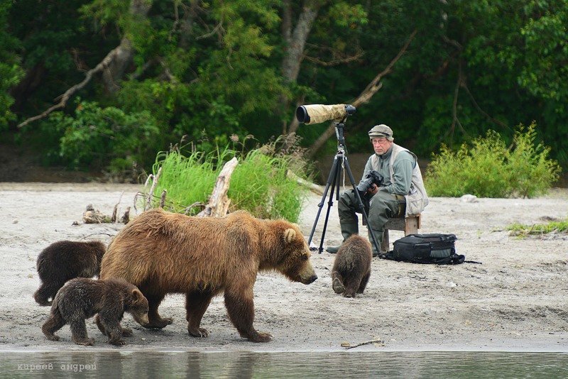 На медведя с фотоаппаратом! На медведя с фотоаппаратом! животные, путешествия, факты, фото