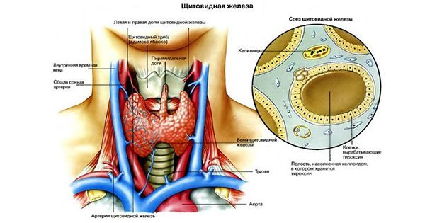 Каша для щитовидной железы