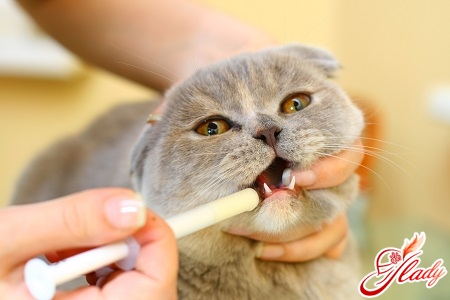 лечение астмы у кошки лечение астмы у кошки