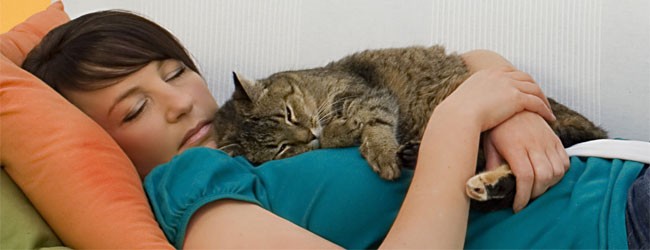 Как кошки лечат суставы Как кошки лечат суставы