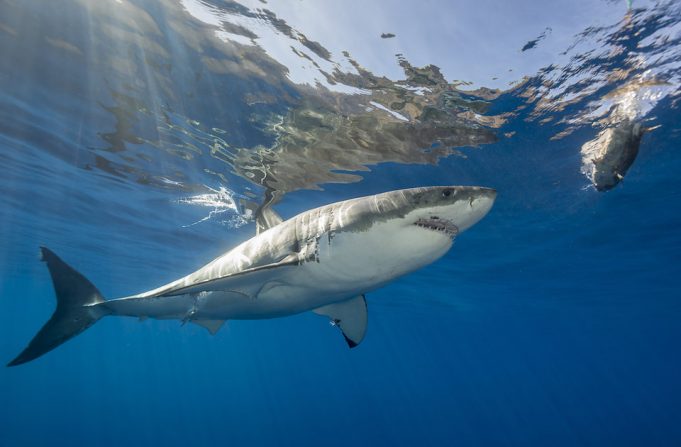 facts-about-sharks7