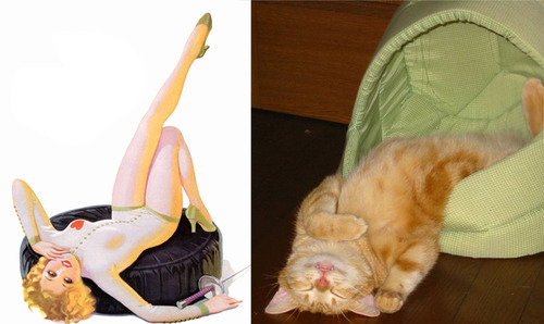 Арт-проект «Cats That Look Like Pin Up Girls» Арт-проект «Cats That Look Like Pin Up Girls»