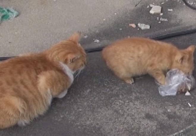 Котенок ест Два кота