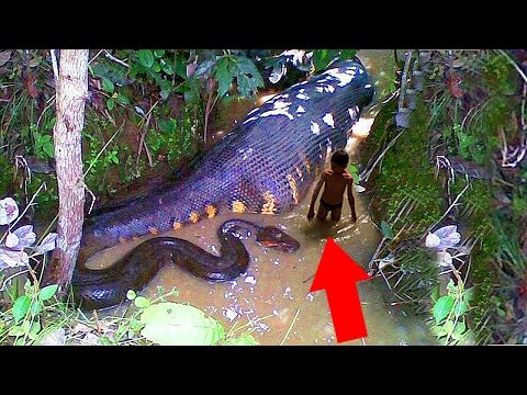 10 УЖАСНЫХ СУЩЕСТВ РЕКИ АМАЗОНКА 10 УЖАСНЫХ СУЩЕСТВ РЕКИ АМАЗОНКА